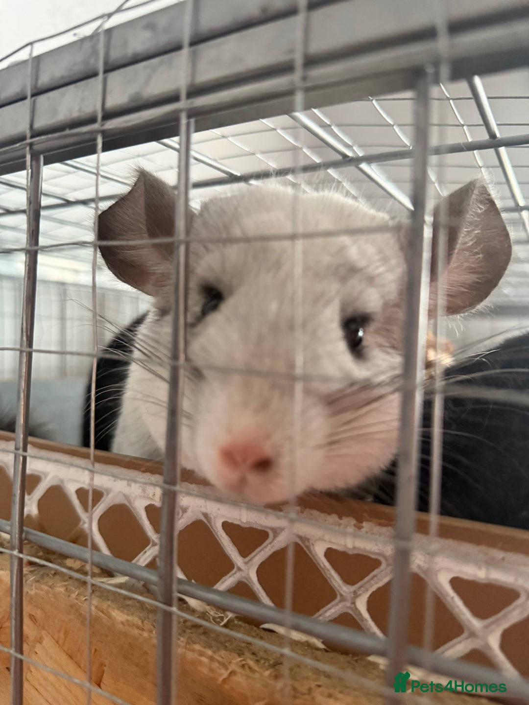Chinchilla rodents for sale: 3 Chinchillas (family) - Image 8
