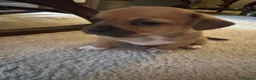 Jack Chi dogs for sale: Jack-chi - Advert 4