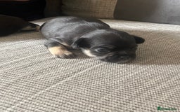 Mixed Breed dogs for sale: Chihuahua puppy’s  - Image 9