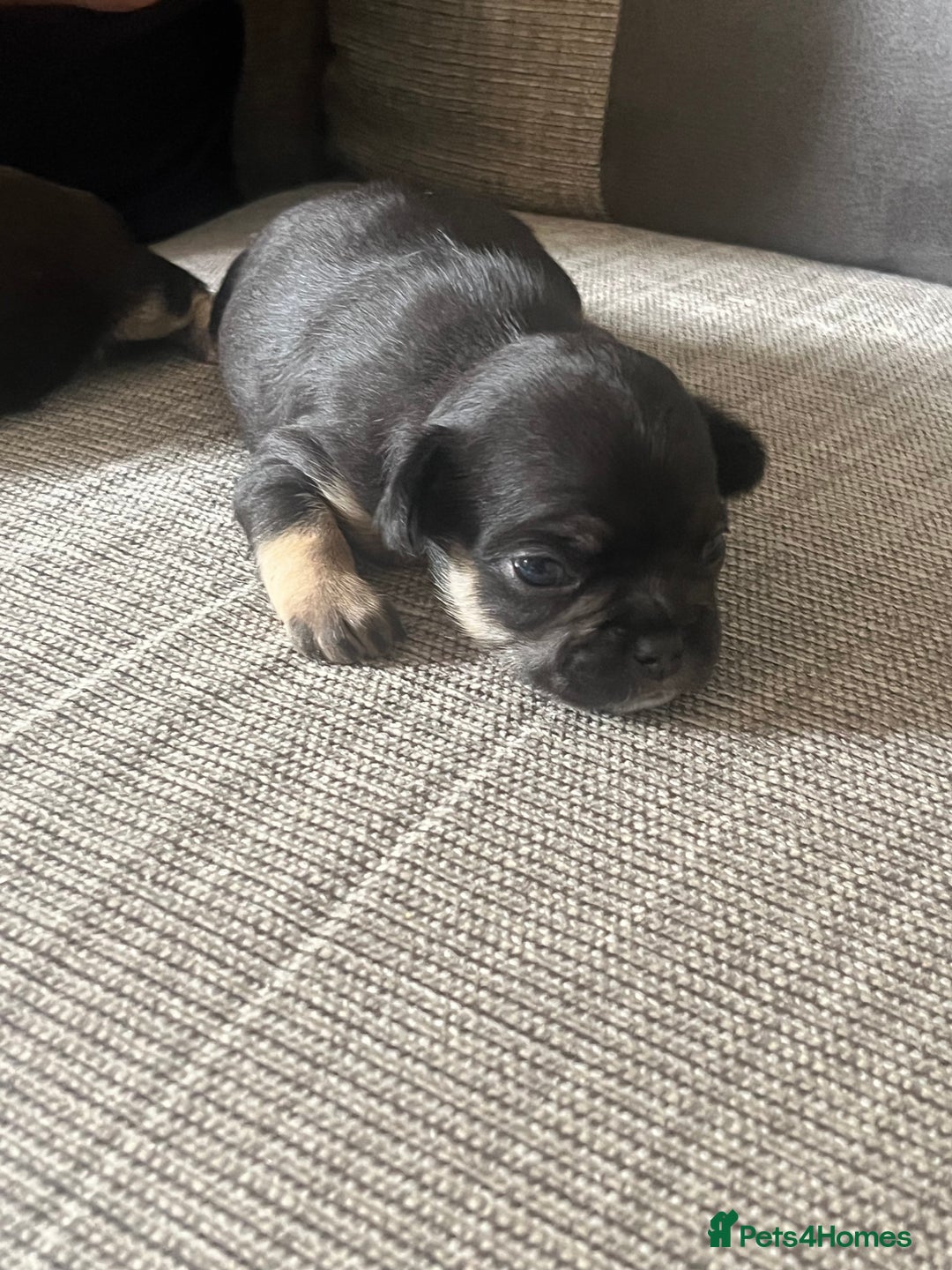 Mixed Breed dogs for sale: Chihuahua puppy’s  - Image 9