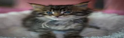 Maine Coon cats for sale: Gorgeous full breed Mainecoon kittens ready July  - Advert 15