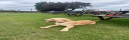 Mixed Breed dogs for sale: Australia Labradoodle 3 years old  - Advert 2