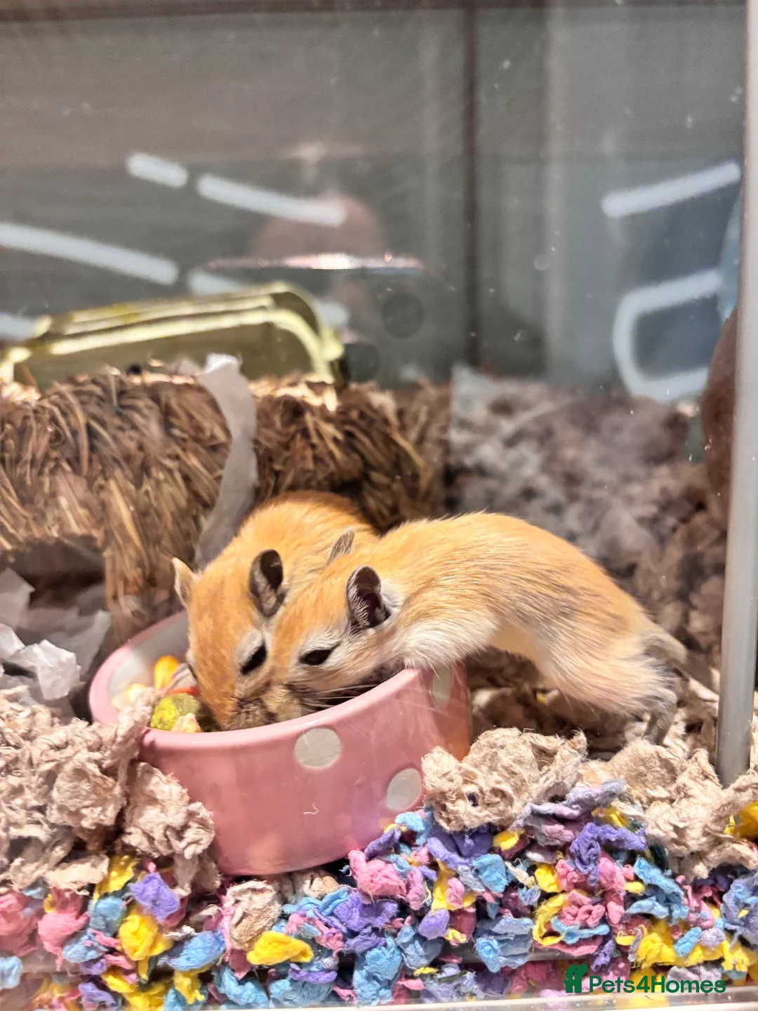 Gerbil rodents for sale: 4 male gerbils and detolf ikea enclosure in South Croydon - Advert 2