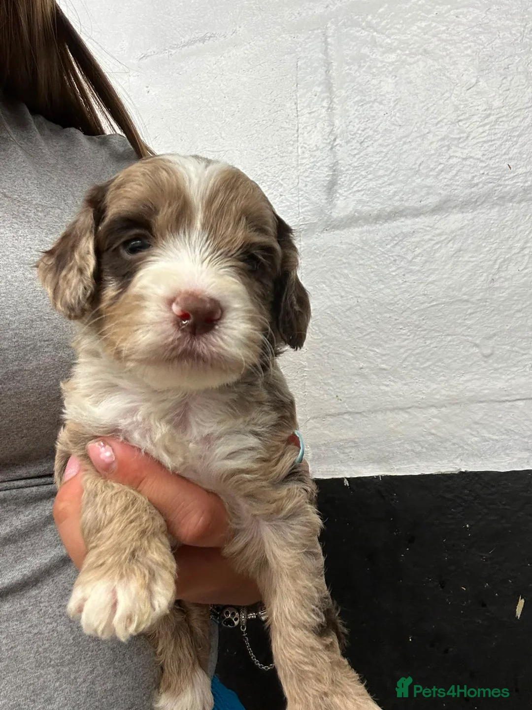 Cockapoo dogs for sale: F1 cockerpoos  - Advert 1