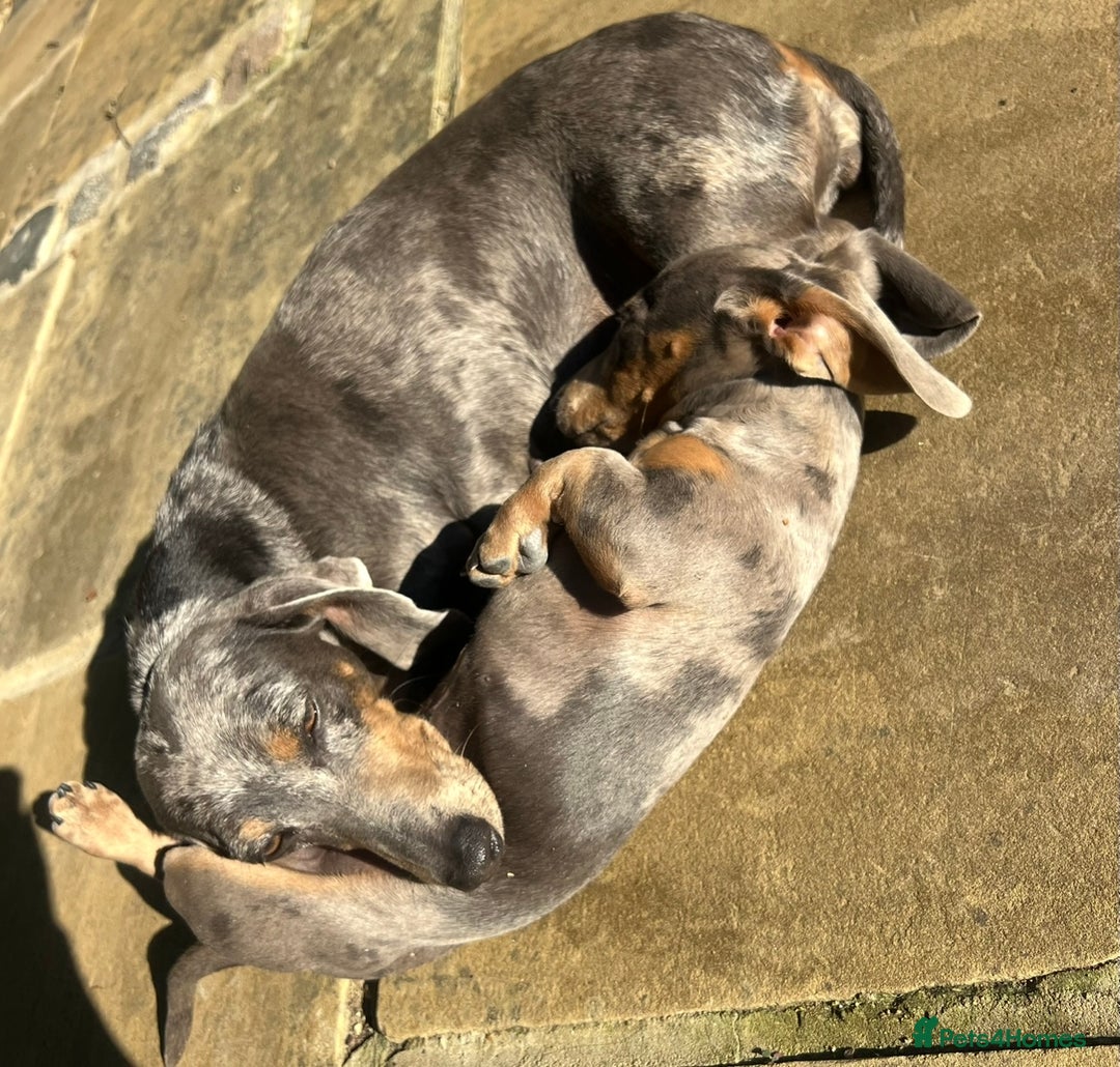 Miniature Dachshund dogs for sale: BLUE DAPPLE AND TAN BABY SAUSAGE AND HER MOTHER 💕 - Image 13