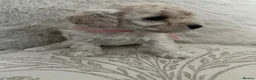Toy Poodle dogs for sale: Toy poodle puppies  - Advert 10