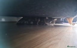 Mixed Breed cats for sale: Lovely mixed tabby cat - Image 4