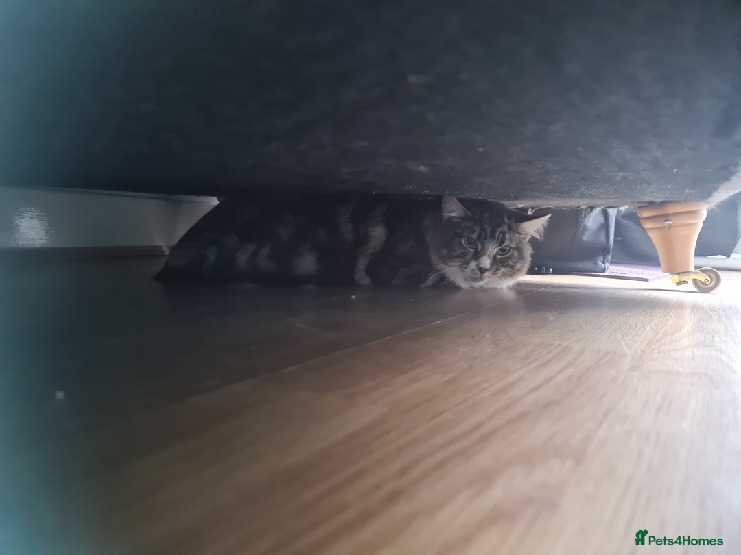 Mixed Breed cats for sale: Lovely mixed tabby cat - Image 4