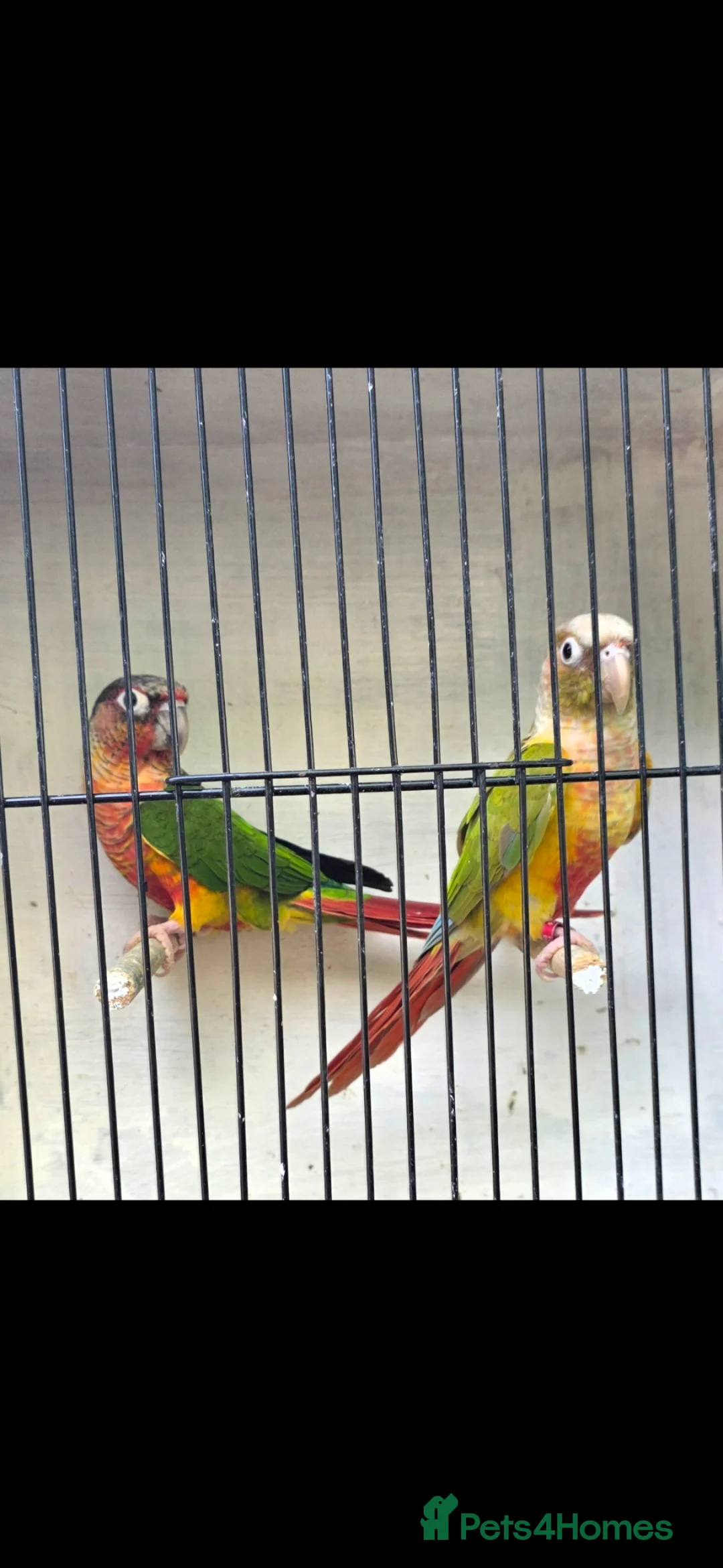 Budgerigars birds for sale: Coming Soon: Hand-Raised & Aviary Baby Birds! 🐦 - Advert 2