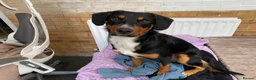 Mixed Breed dogs for sale: Milo kelpie spaniel mix - Advert 1