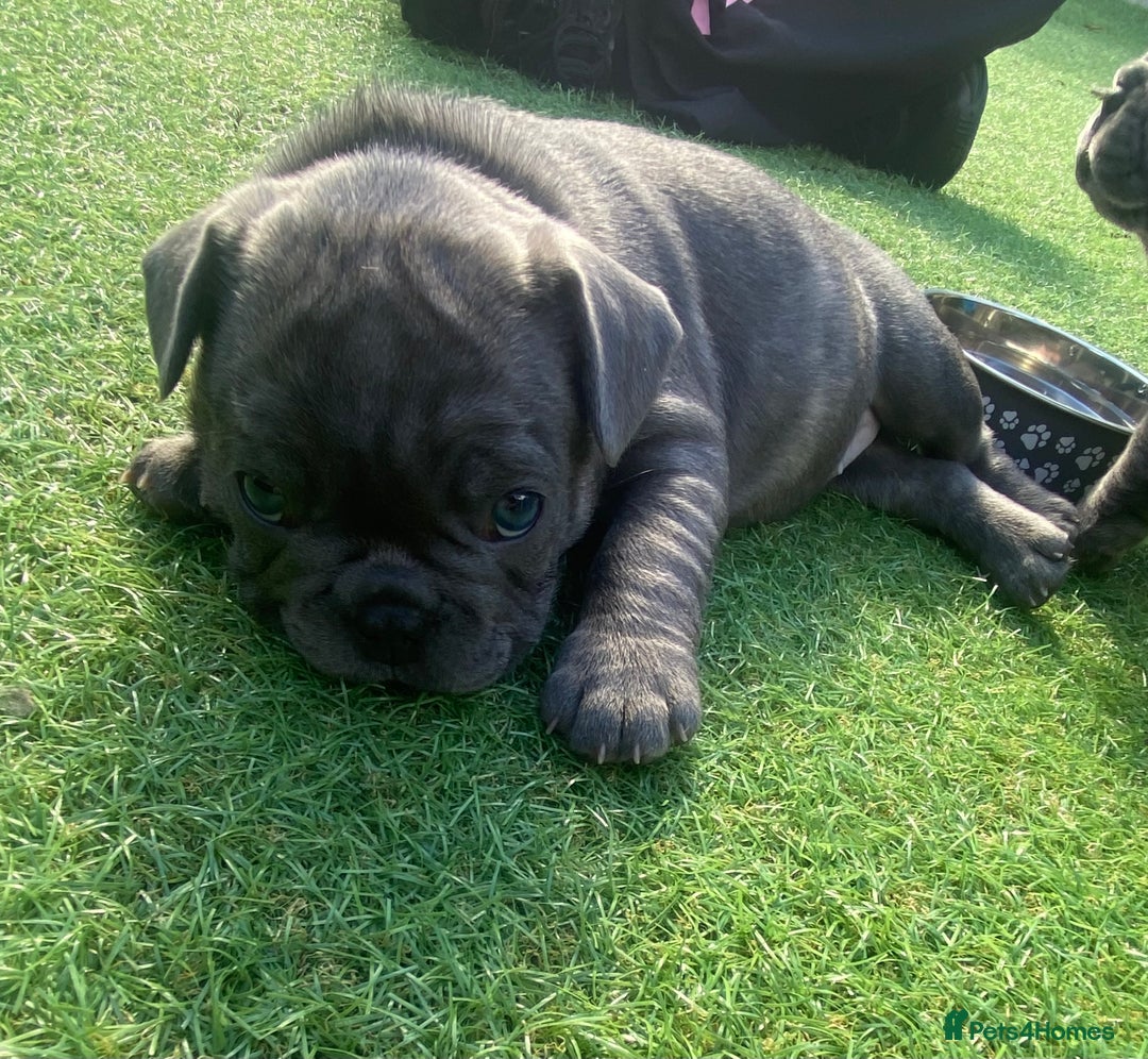 French Bulldog dogs for sale: Beautiful French bulldog puppies  - Image 10