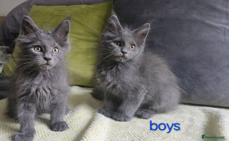 Maine Coon cats - Advert 13