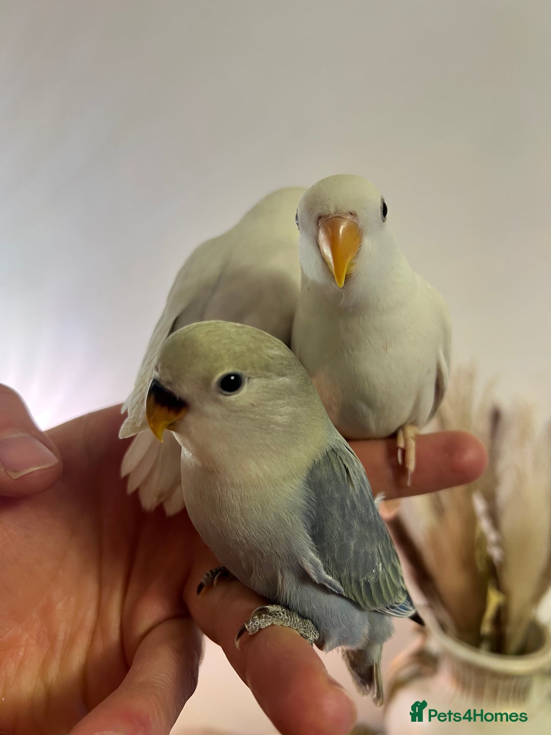 Lovebirds birds for sale: Baby lovebirds - Advert 4