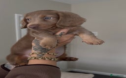 Miniature Dachshund dogs for sale: Beautiful long haired miniature dachshund male - Image 2