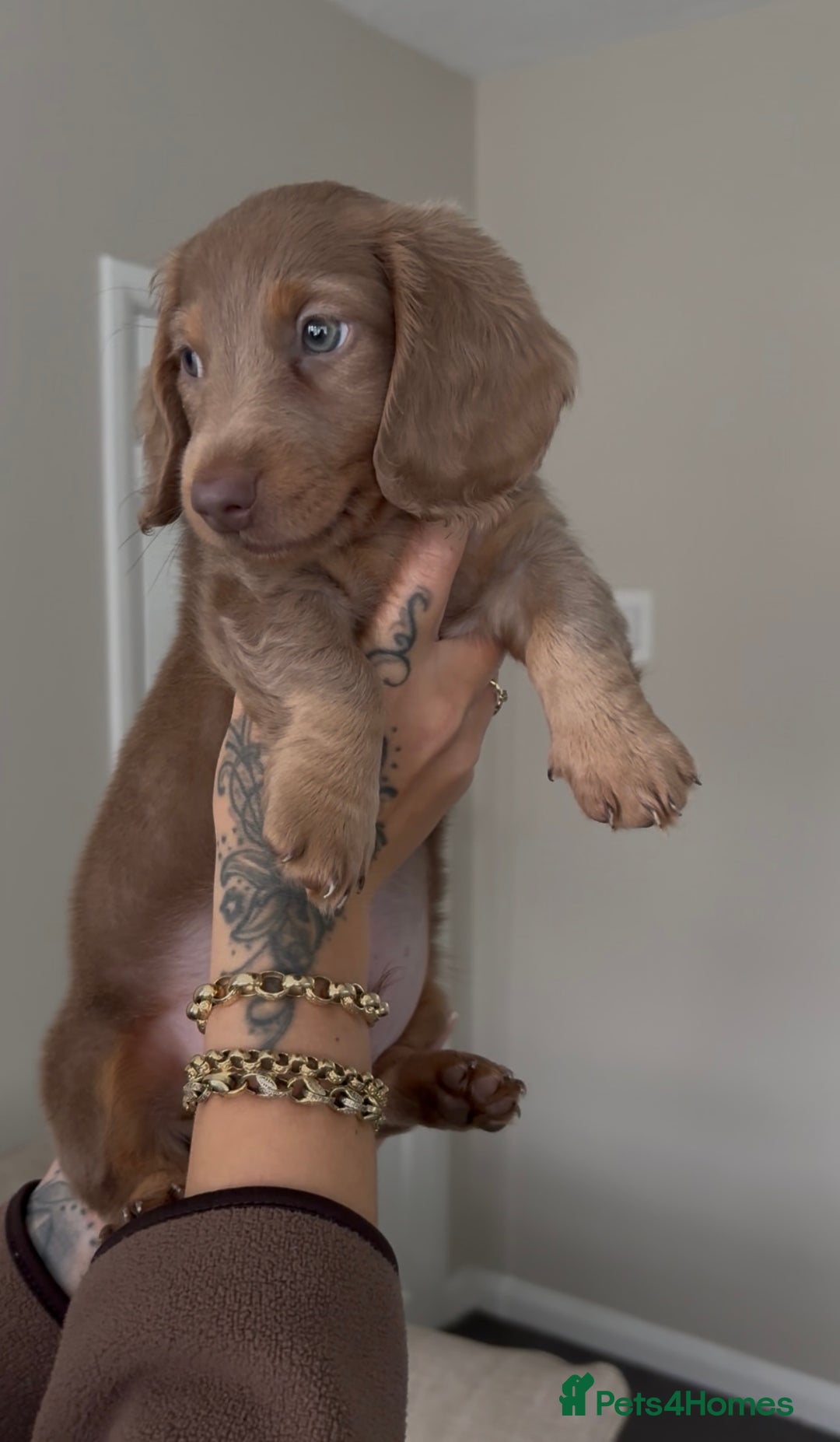Miniature Dachshund dogs for sale: Beautiful long haired miniature dachshund male - Image 2