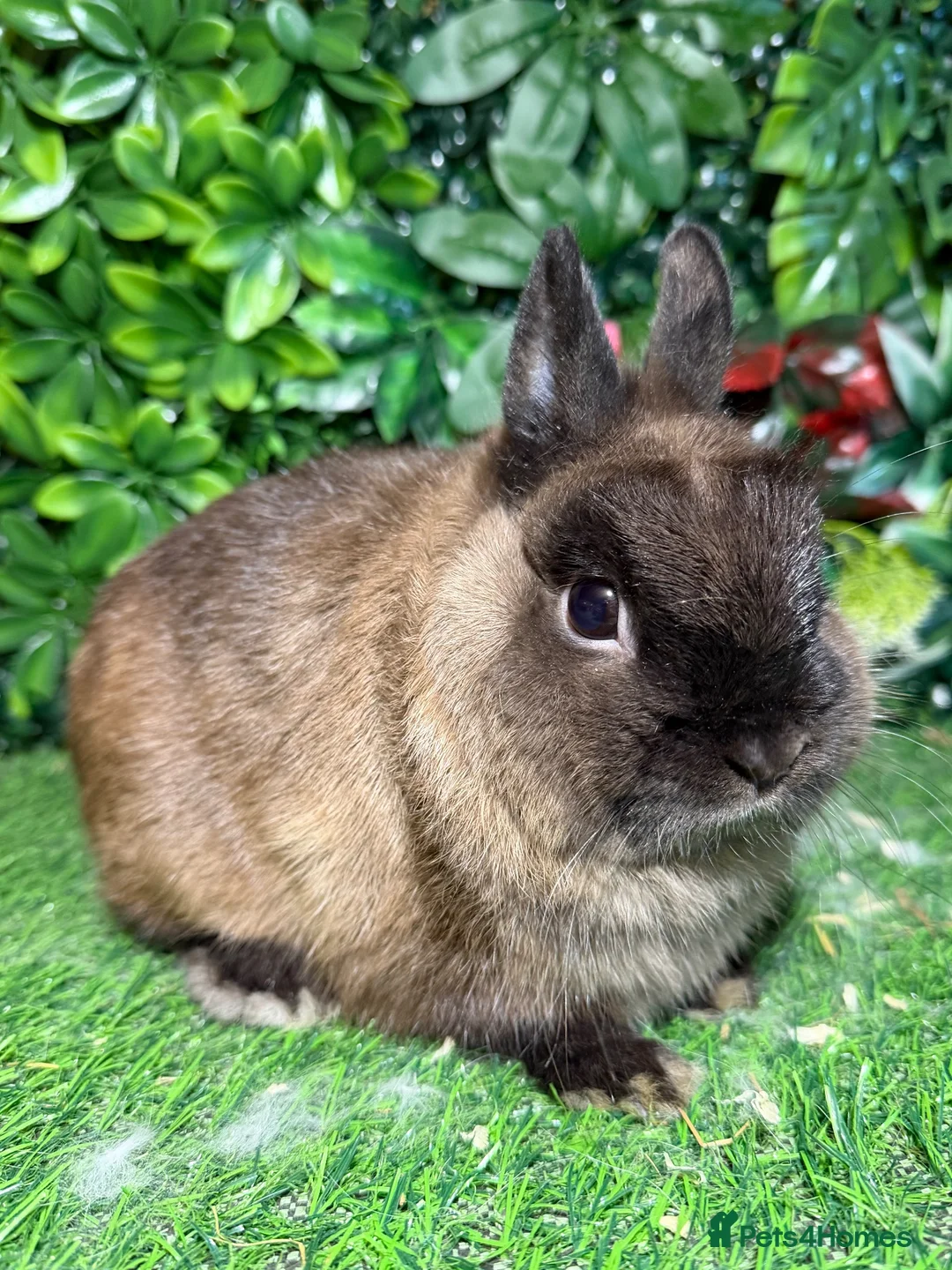 Netherland Dwarf rabbits for sale: Pure breed Netherlands dwarf buck - Advert 3