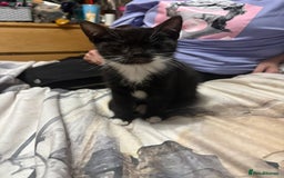 Mixed Breed cats for sale: 4 beautiful black and white kittens - Image 5