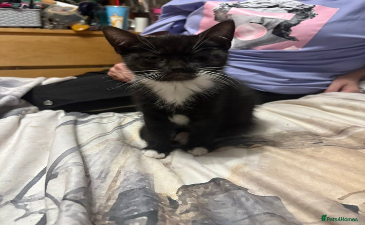 Mixed Breed cats - Advert 12