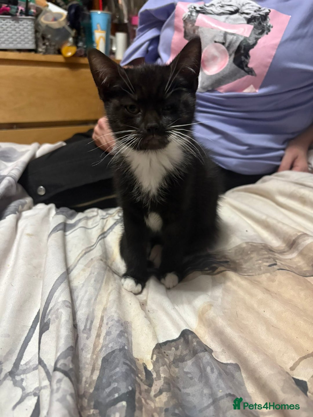 Mixed Breed cats for sale: 4 beautiful black and white kittens - Image 5