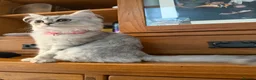 Persian cats for sale: Persian long hair cat in Newcastle upon Tyne - Advert 3