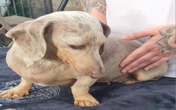 Dachshund dogs for sale: Beautiful Adult Feamel  - Image 2