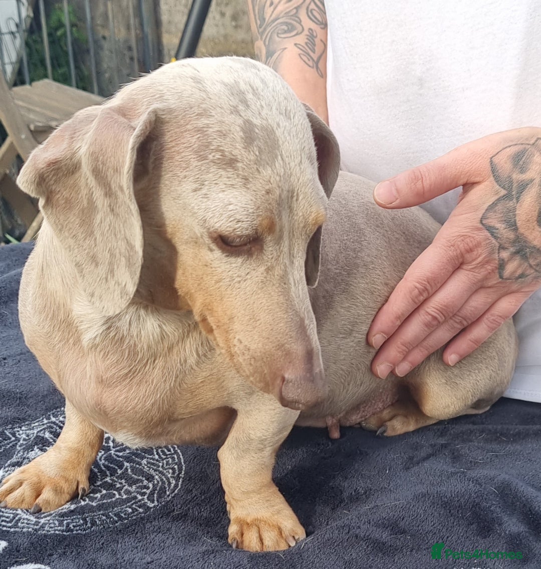 Dachshund dogs for sale: Beautiful Adult Feamel  - Image 2