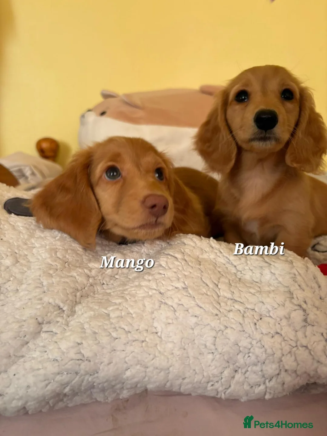 Dachshund dogs for sale: Long Haired KC Miniature Dachshund(LAST BOY) - Advert 12