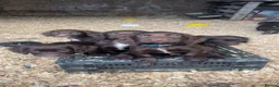 Sprocker dogs for sale: Sprocker Pups  - Advert 14
