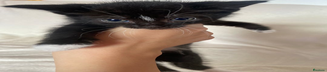 Kitten 1