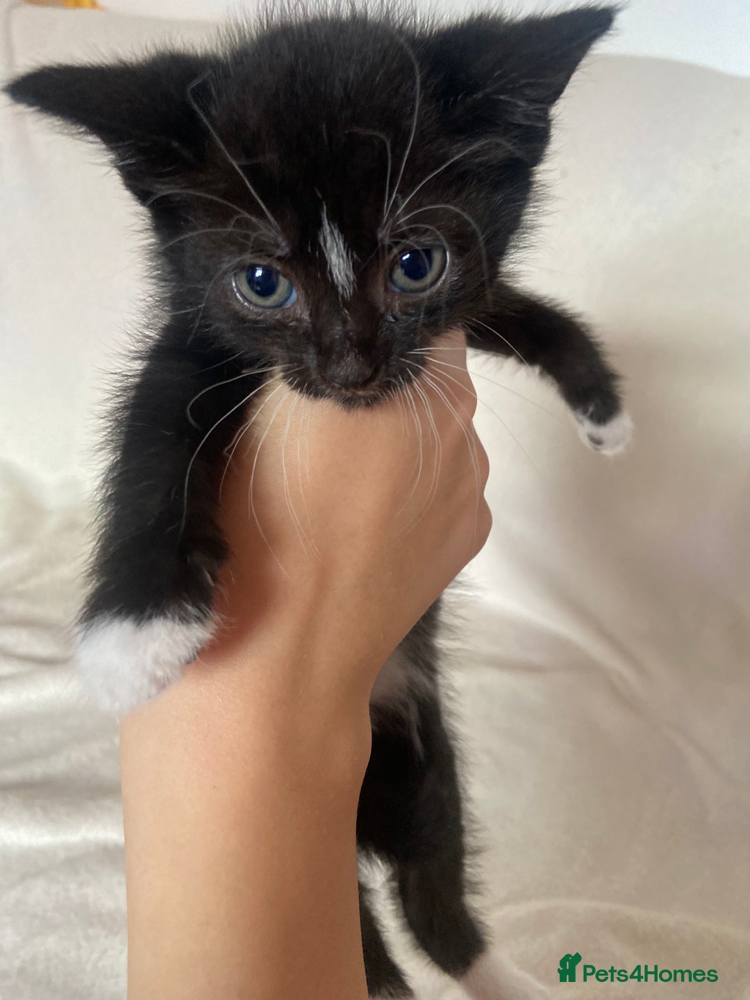 Mixed Breed cats for sale: Mixed Litter of 6 Kittens Different Personalities - Image 4