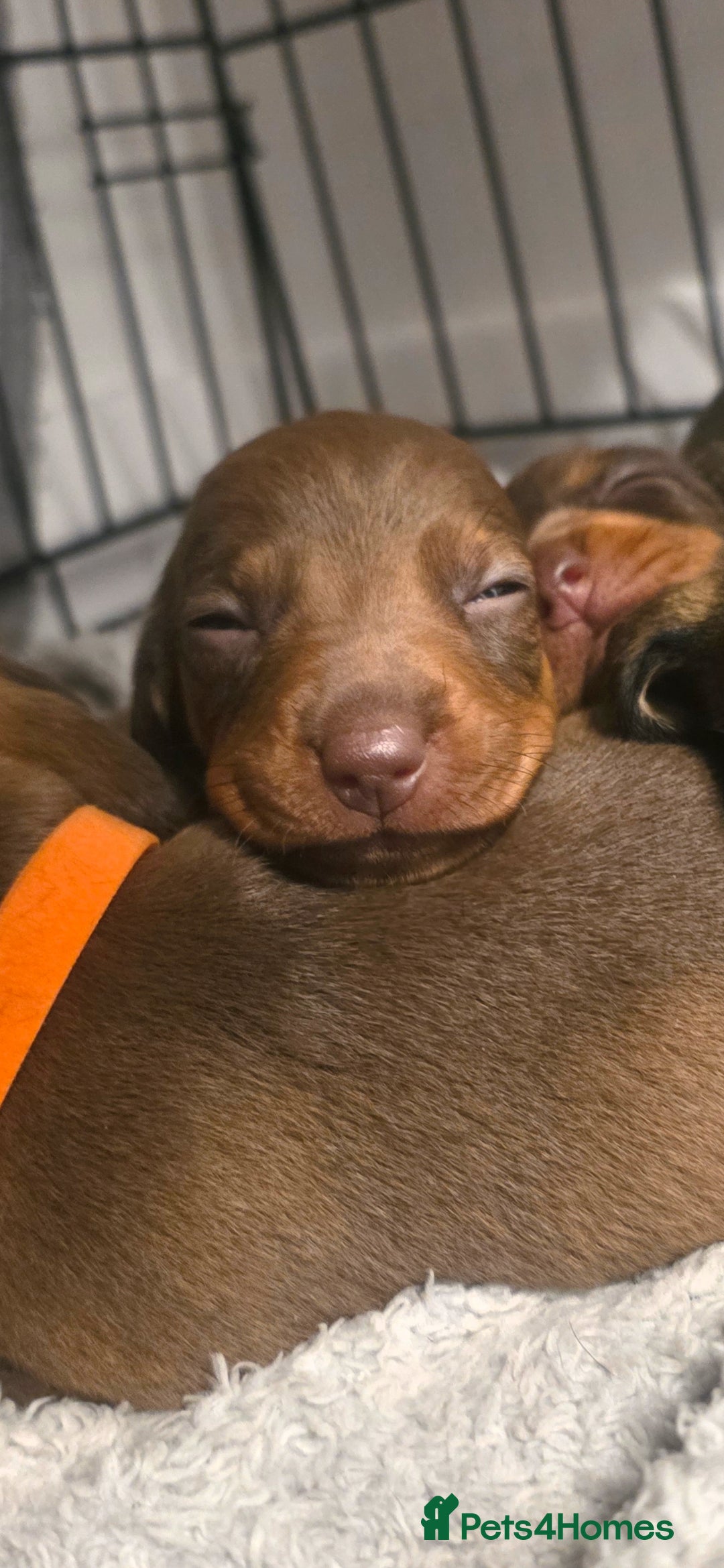 Dachshund dogs for sale: Dachshund  - Advert 33