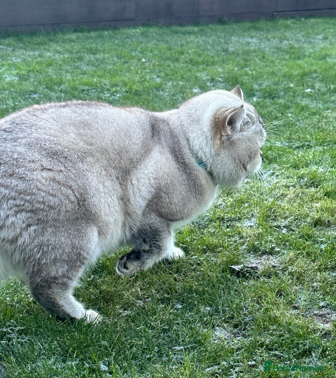 British Shorthair cats for stud: Teddy  - Advert 10