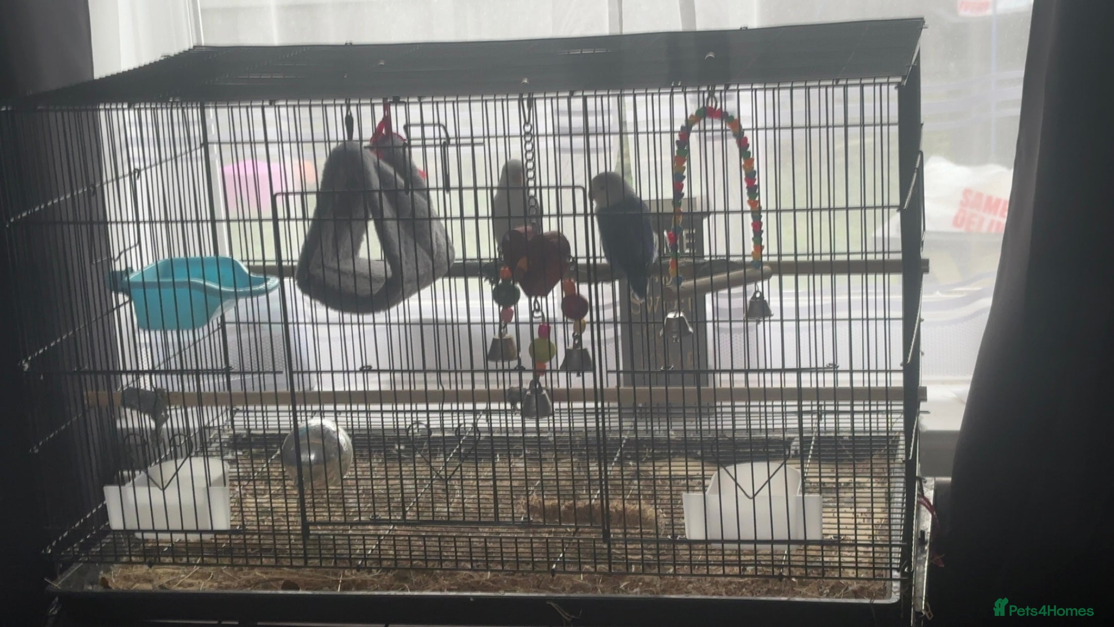 Lovebirds birds Two young pair lovebirds - Advert 1