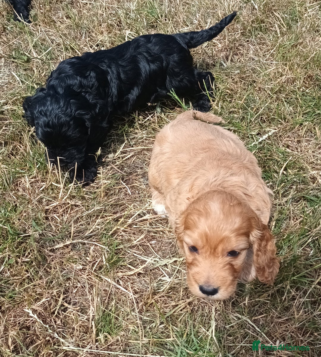 Cockapoo dogs for sale: Adorable Cockalier-a-Poo Puppies – Ready Soon! - Image 4