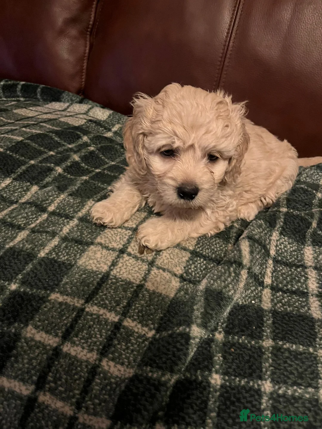Shihpoo dogs for sale: Shihpoo puppies  - Advert 2