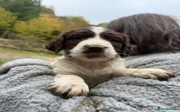 Sprocker dogs for sale: 4 beautiful sprocker pups  - Image 12