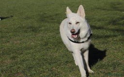 German Shepherd dogs for sale: White german sheperd  - Image 17