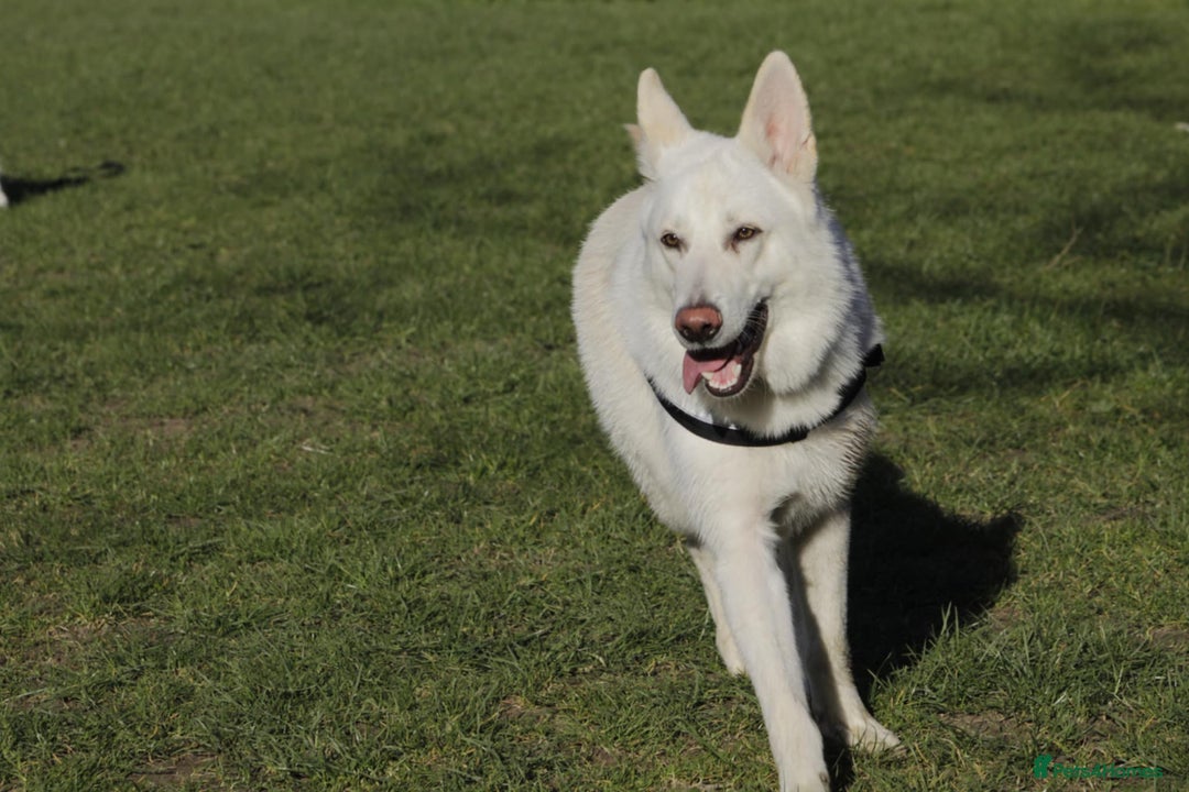 German Shepherd dogs for sale: White german sheperd  - Image 17