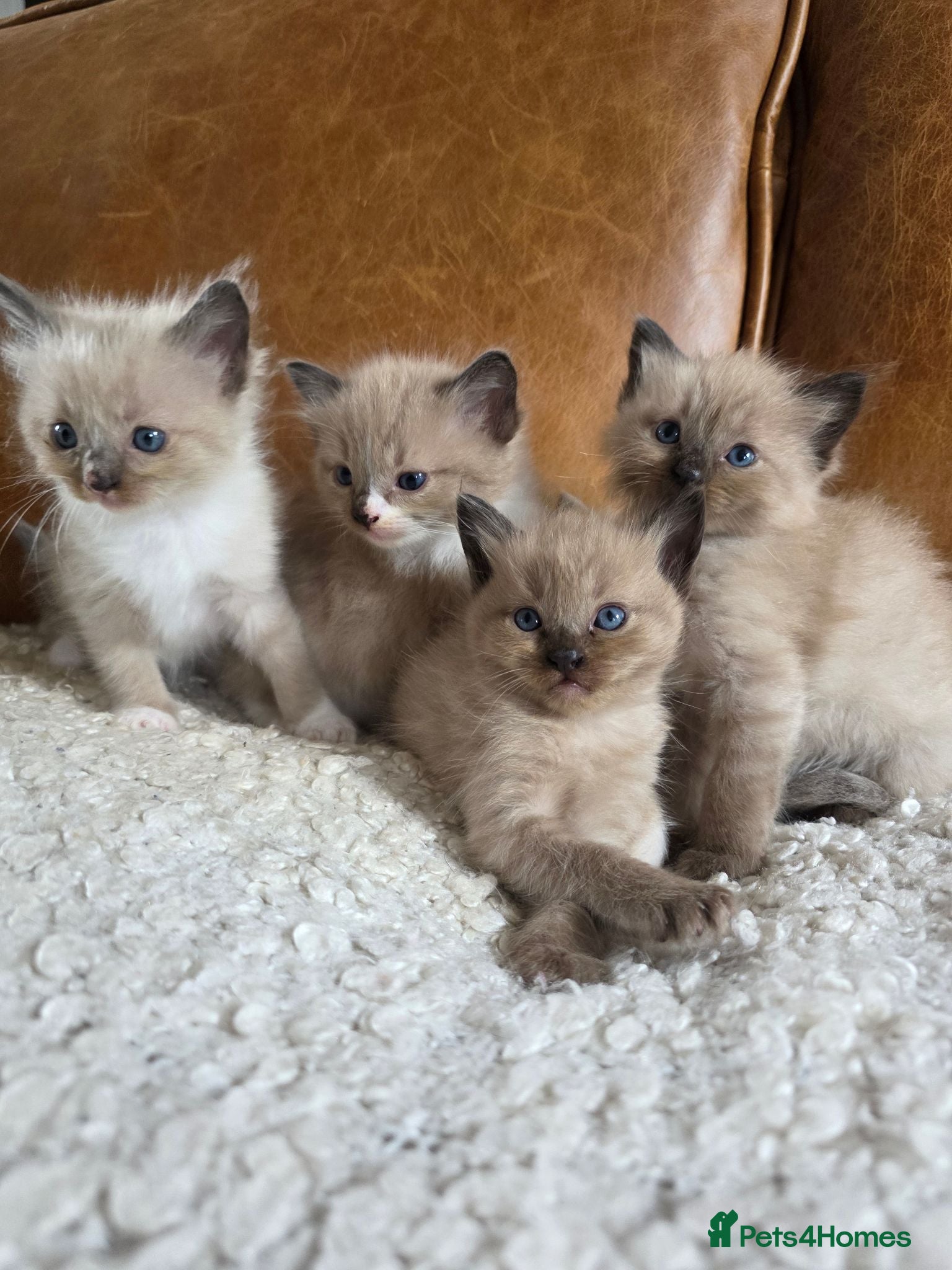 Ragdoll cats Beautiful Ragdoll Kittens Ready Now - Advert 5