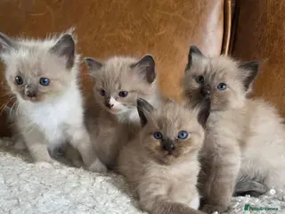 Ragdoll cats Beautiful Ragdoll Kittens Ready Now - Advert 5