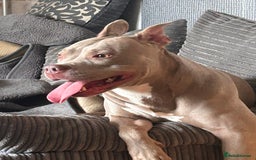 Mixed Breed dogs for sale: Help wanted  - Image 3