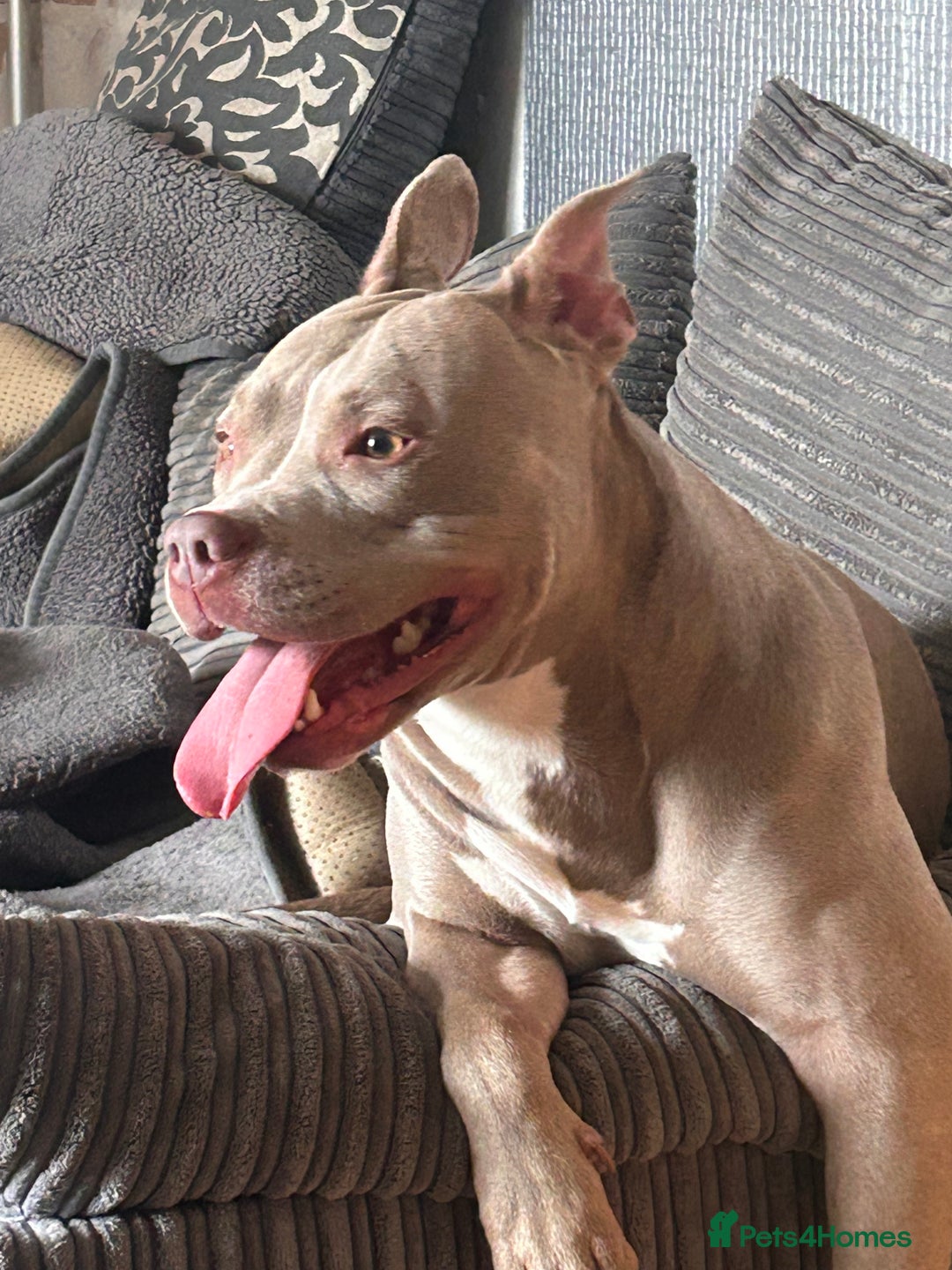 Mixed Breed dogs for sale: Help wanted  - Image 3