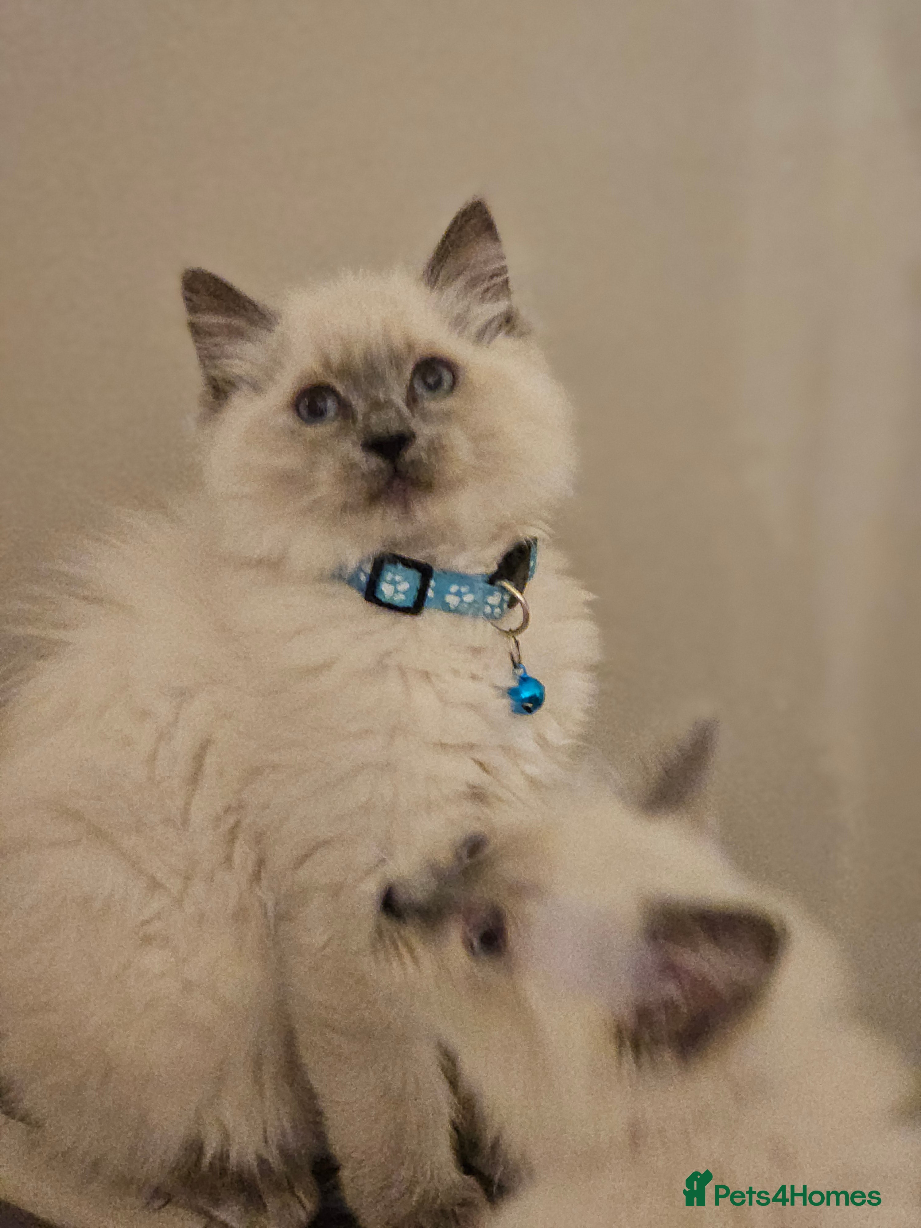 Ragdoll cats Ragdoll  - Advert 3