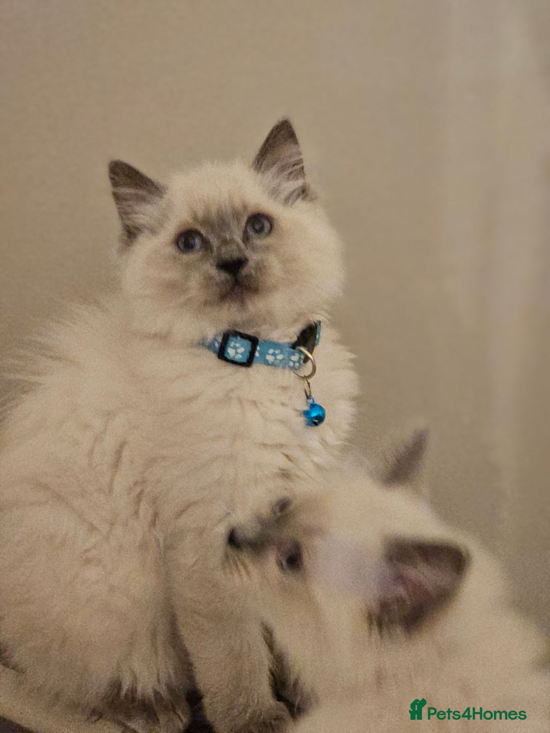 Ragdoll cats for sale: Ragdoll  - Advert 1