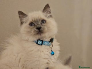 Ragdoll cats Ragdoll - Advert 1