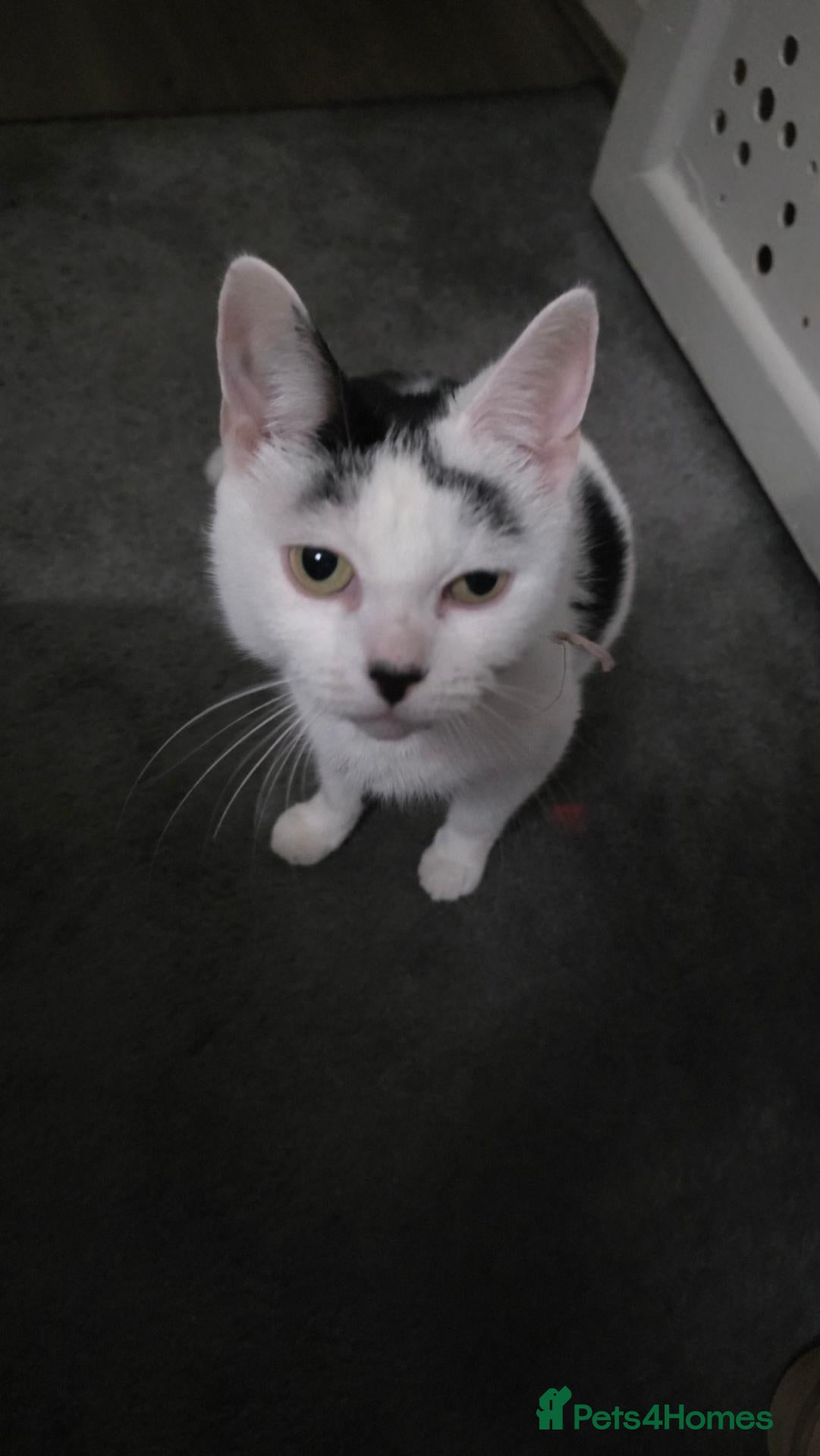 Mixed Breed cats 1 female and 2 male kitten - Advert 1