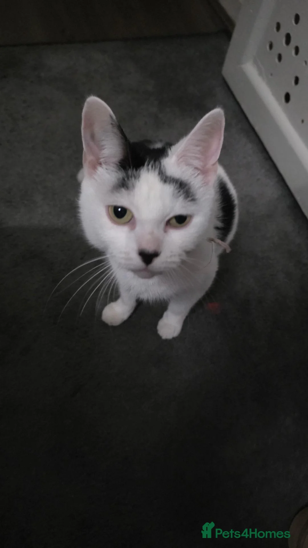 Mixed Breed cats for sale: 1 female and 2 male kitten - Advert 1
