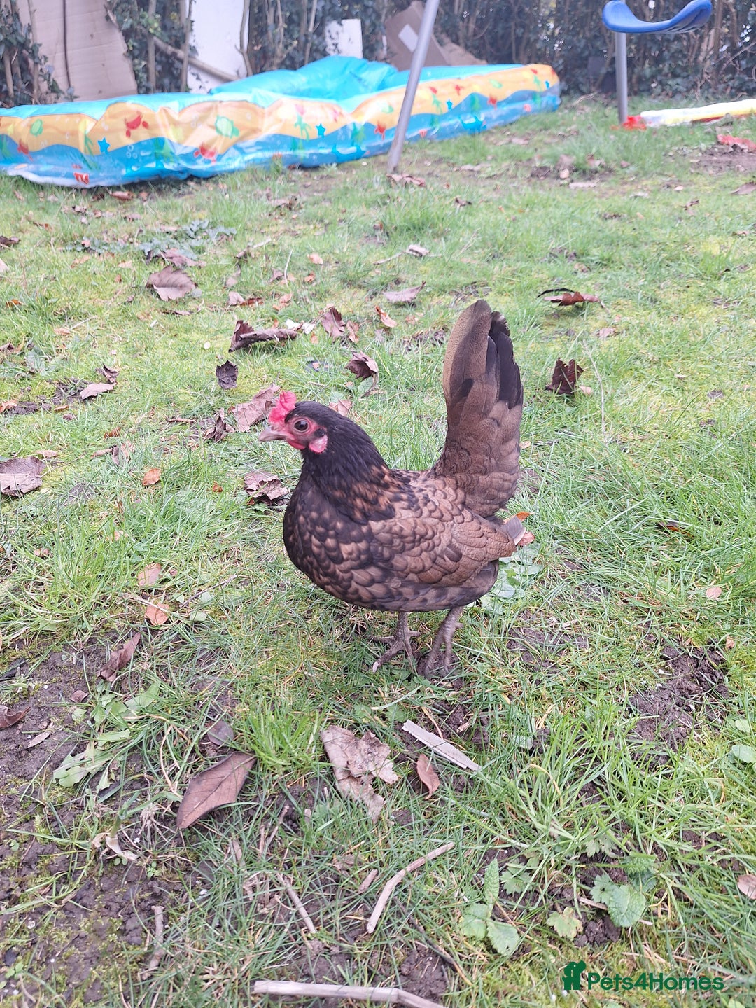 Chickens poultry for sale: Serama chicken - Advert 2