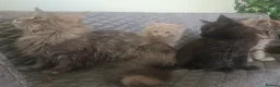 Maine Coon cats for sale: TICA reg HEALTH CHECKED Maine Coons - Advert 35