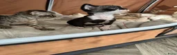 Devon Rex cats for sale: 2026 Devon Rex litters  - Advert 2